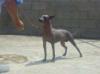 Eclipse Benrey Hounds