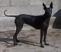 Gioconda Benrey Hounds