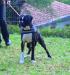 Baby gaga von Boxerator