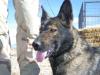 Ejmy Cqb K-9