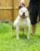 BYFB Trixie