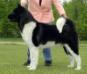 AKC CH SheBogi's Bring It On DayDream