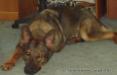  Shylo's Reign Von Haus Schultz