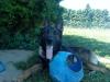 Hunter  S.B.D. K-9