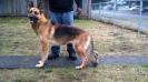 Rin-Tin-Rinny Vom Olympus