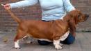 NewDown Bassets Karline