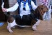 NewDown bassets Miracle