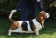  NewDown bassets Mira Bella