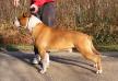 AKC.CH Intencity European Golden Crack