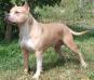 CH (INT/UKC/GRCH) Calderon’s Gypsea Lil Beefcake