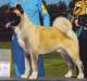 AKC CH Komaru The Gold Standard At Wicca