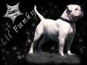 Southstar´s Lil Funky