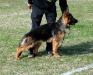 Maxie Vardar Wolf (2012)