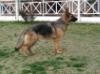 Maya Vardar Wolf