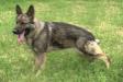 A-Nala (vom Old Guard)