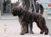 EURW2012,INT-CH,M-CH Grey Tetis COURAGE
