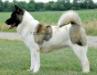 AKC CH Namika's Domino BlkOnWht