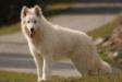 E'Lovely LORDS OF THE WHITE SHEPHERD