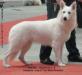 Edelweiss LORDS OF THE WHITE SHEPHERD