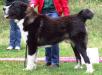 BALT JCH, 4 CACIB Jaunzembek Olmaz