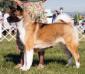 AKC CH Roy-Tan's Blinded ByThe Light