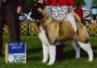 AKC GCH Regalia's Ultra Suede