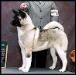 AKC CH DemBe's Harem Princess