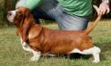 NewDown Bassets Korinthos