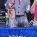 MEX CH. INT. CH. Guemart's Viva Mexico