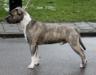 CH Gorgeous Jukon Silver Sebes