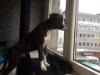 Chuck von Boxerator