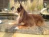 Pinkys Coco Camilaine