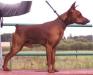 <span style="color: darkred">CH CACIB</span> Multatuli orlando