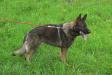 Bodo (vom Old Guard)