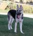 Rosehall's Silver Ziva of Royalair