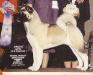 AKC CH Regalia's Sweet Revenge