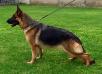 Luca Real K-9