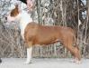 Sha-D Blue Meadowbrook's Miss Molly
