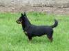 Simonsville Briony