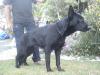 Vica of l k-9