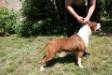 8XCAC,2XCACIB CH Sonny of cole elegant 2007