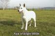 CH. Aiya of Bright White