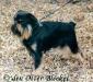 	Leo Belgicus Upper-Dog