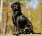 Anegerdens Black Demgo Dibba
