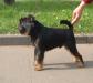 Charka Black Uncas