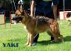 Yaki von arisch verhaal