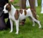 BISS JCH RO, SRB Ringmaster Winning Day