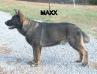  A Maxx Von Rolen Schafehund