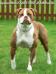 CH. BGB's Jaida's Fury of Bully Bred