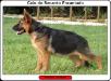 Calu do Recanto Encantado